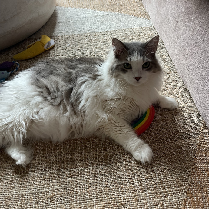 Your Kind And Trusted Cat Sitter