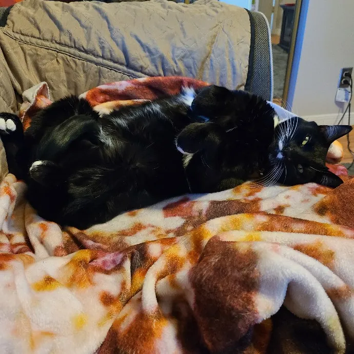 Sam's Pawsome Kitty Care