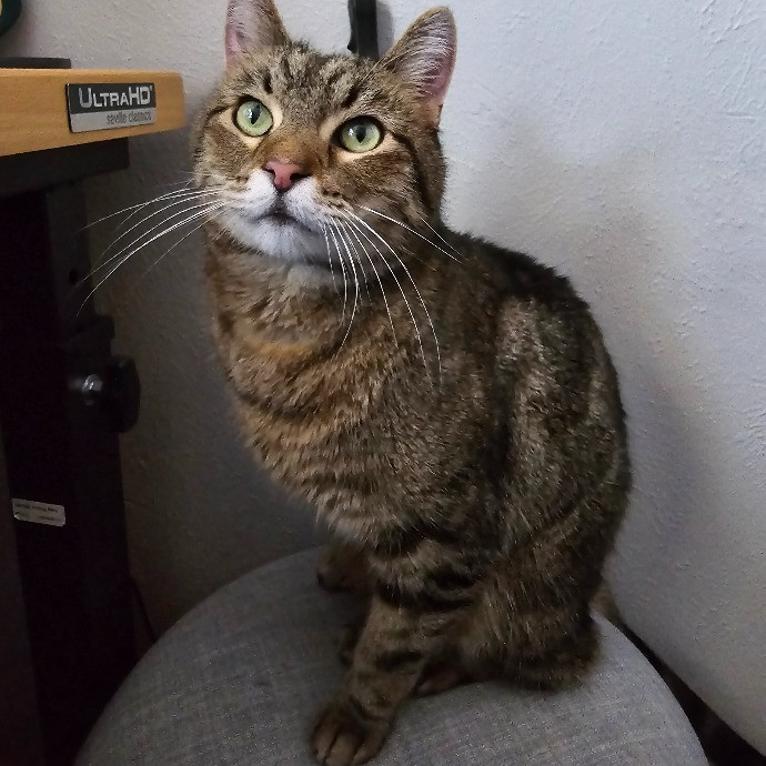 Sam's Pawsome Kitty Care