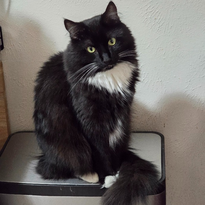 Sam's Pawsome Kitty Care