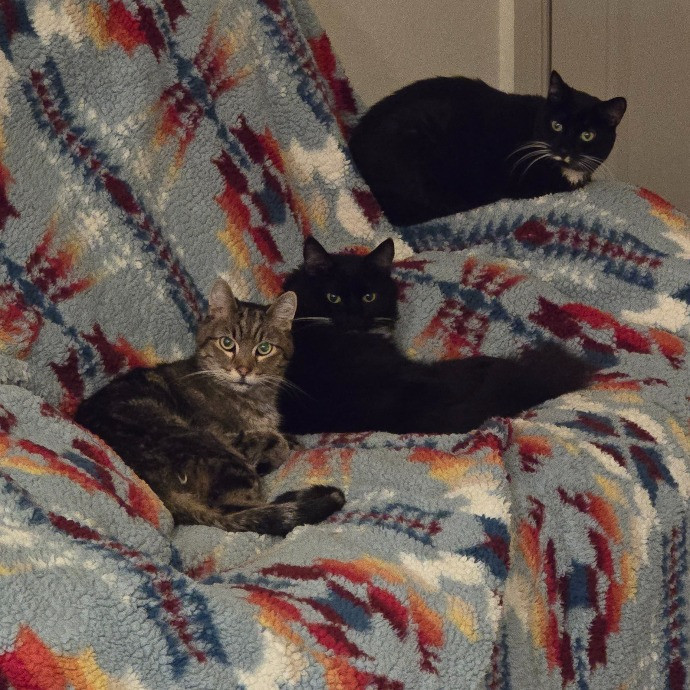 Sam's Pawsome Kitty Care