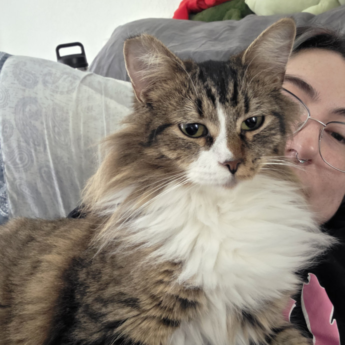 Sam's Pawsome Kitty Care photo 3