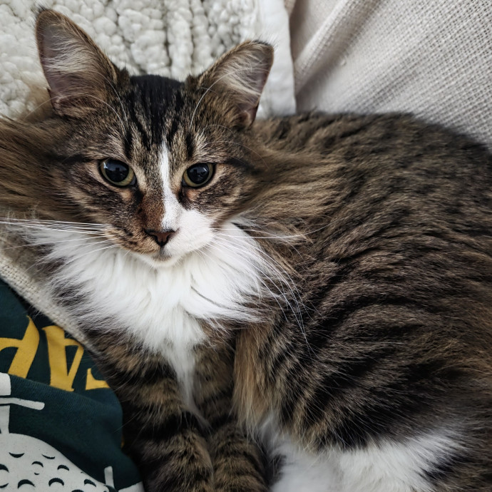 Sam's Pawsome Kitty Care photo 2