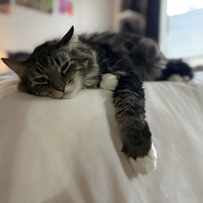 Your Cool Cat Aunt In Nphx Biltmore