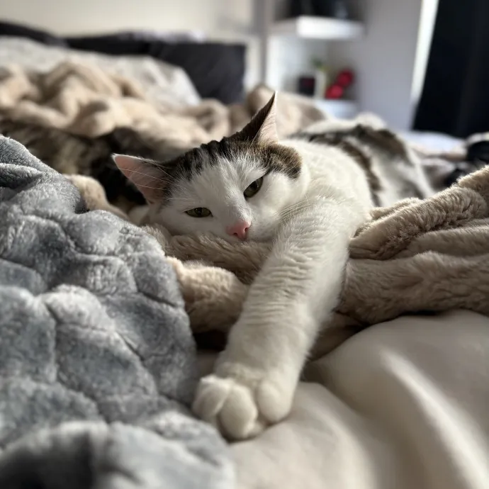 Your Cool Cat Aunt In Nphx Biltmore