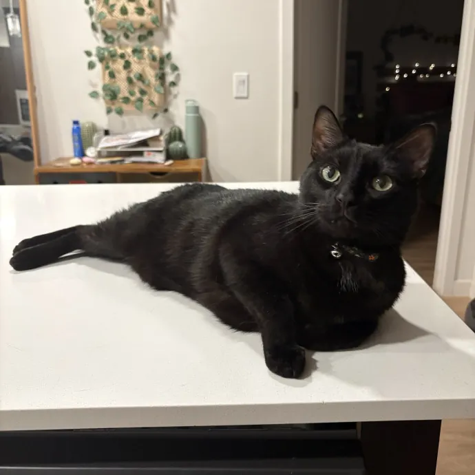 Your Cool Cat Aunt In Nphx Biltmore