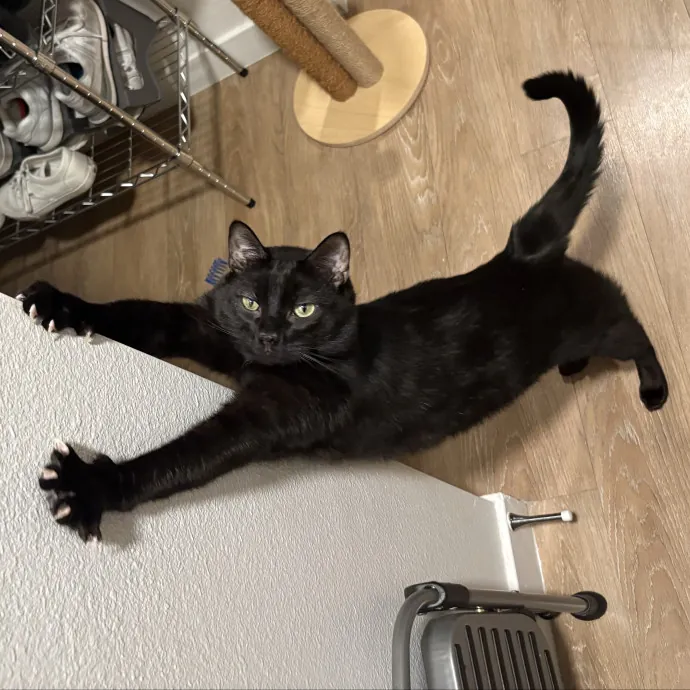 Your Cool Cat Aunt In Nphx Biltmore