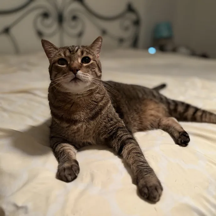 Your Cool Cat Aunt In Nphx Biltmore