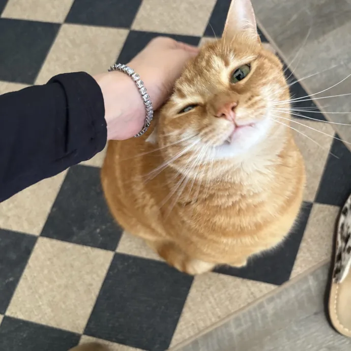 Your Cool Cat Aunt In Nphx Biltmore