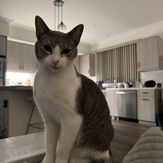 Yas The Cat Companion Who Understands