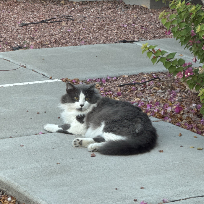 The More Cat Friends The Better