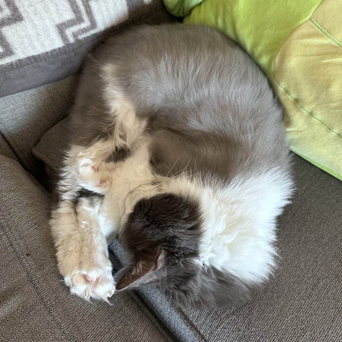 The More Cat Friends The Better