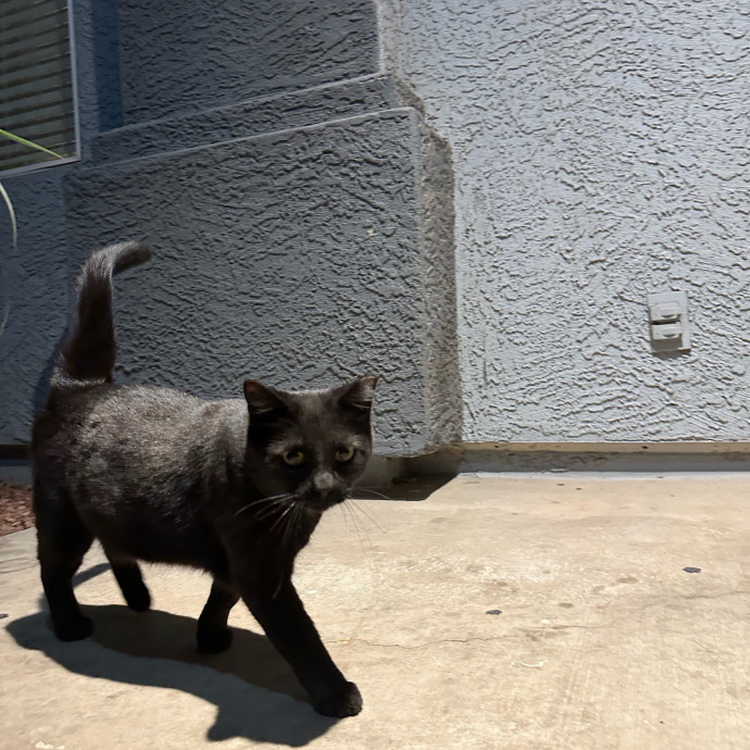 The More Cat Friends The Better