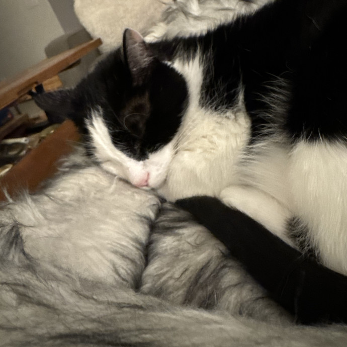 The More Cat Friends The Better