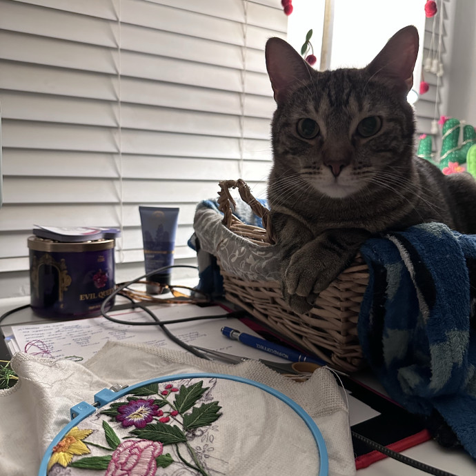 The More Cat Friends The Better