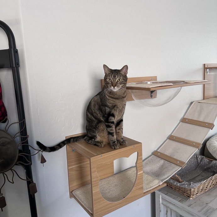 The More Cat Friends The Better