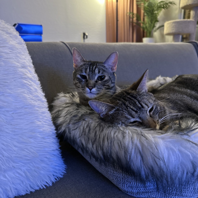 The More Cat Friends The Better