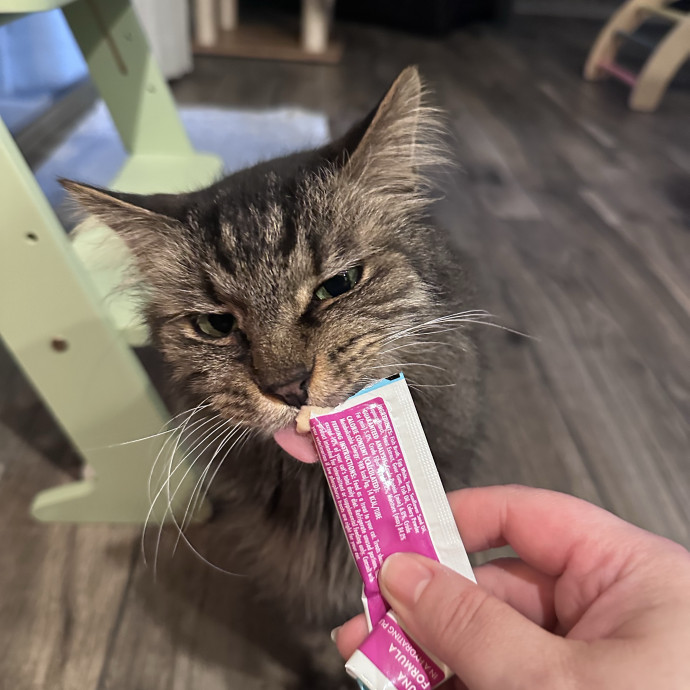 The More Cat Friends The Better