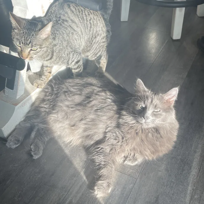 Reliable Washington County Cat Sitter