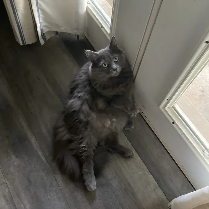 Reliable Washington County Cat Sitter