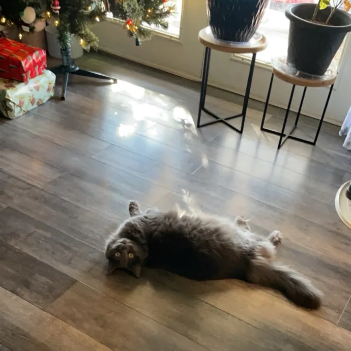 Reliable Washington County Cat Sitter