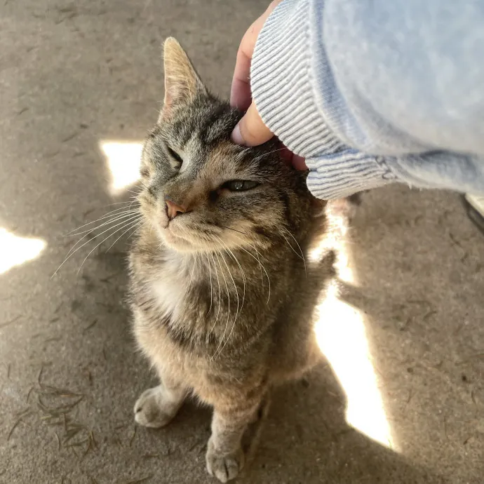 Reliable Washington County Cat Sitter photo 4