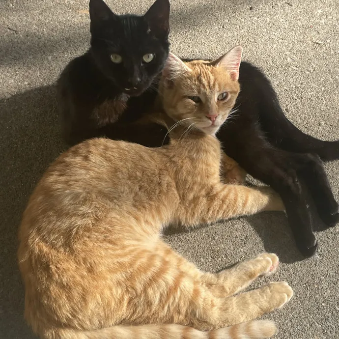 Reliable Washington County Cat Sitter photo 3