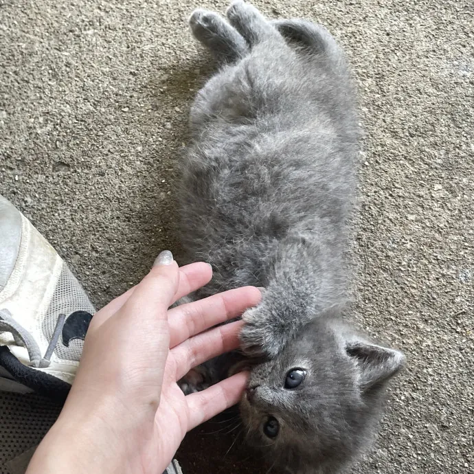 Reliable Washington County Cat Sitter photo 2