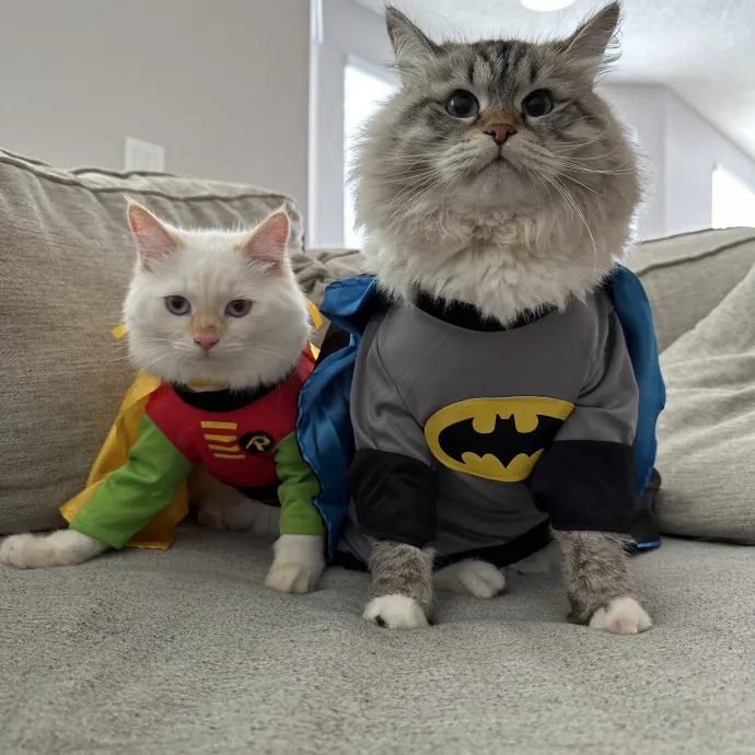 Purr-Fectly Reliable