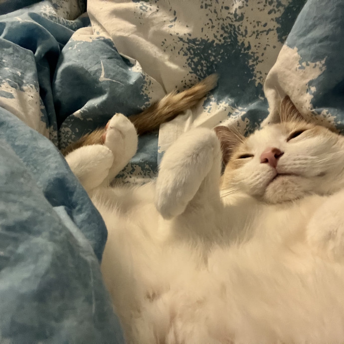 Just A Cat Loving Vet Tech