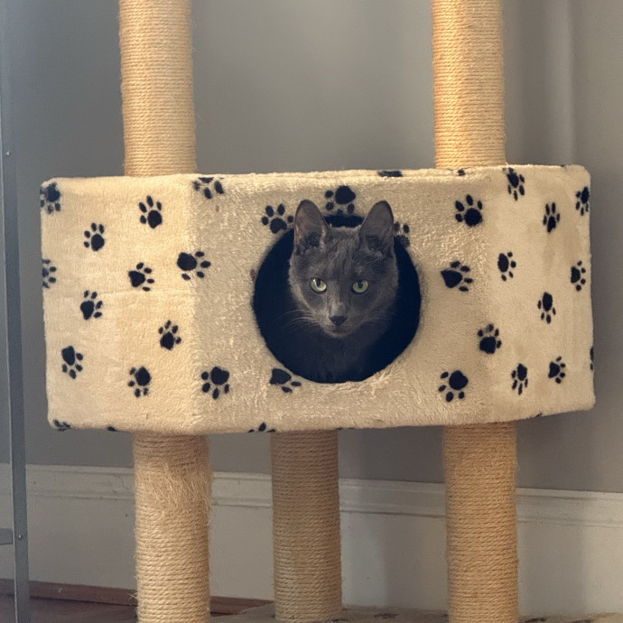 Just A Cat Loving Vet Tech