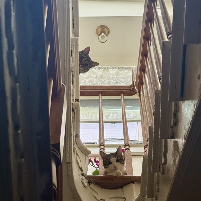 Just A Cat Loving Vet Tech
