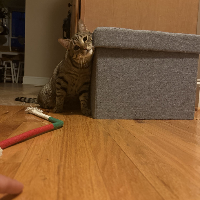 Just A Cat Loving Vet Tech
