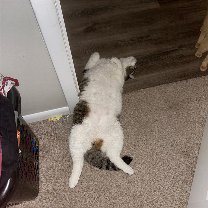 Missy's Feline Loving Services