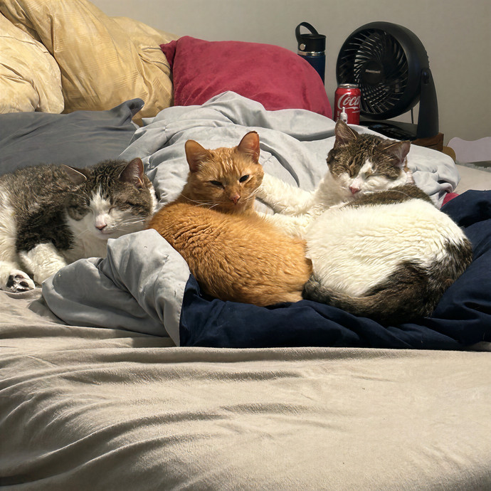 Missy's Feline Loving Services