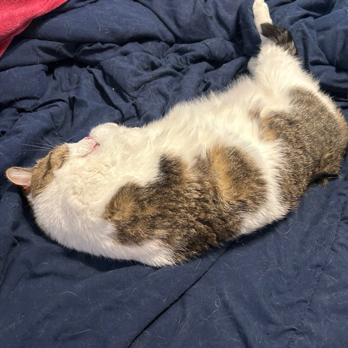 Missy's Feline Loving Services photo 3