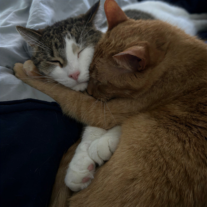 Missy's Feline Loving Services photo 2