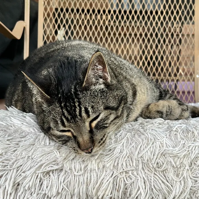 Bonne Brie The Little Pur-Maid photo 3