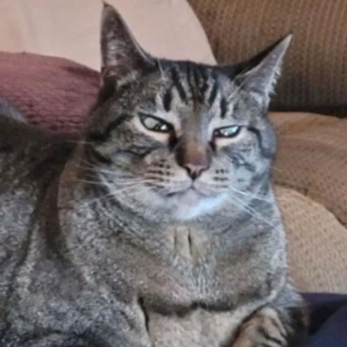 Bonne Brie The Little Pur-Maid photo 2