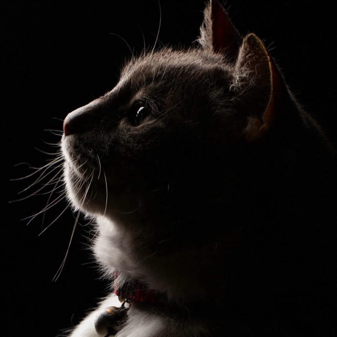 Purrfect Cat Whisperer photo 3