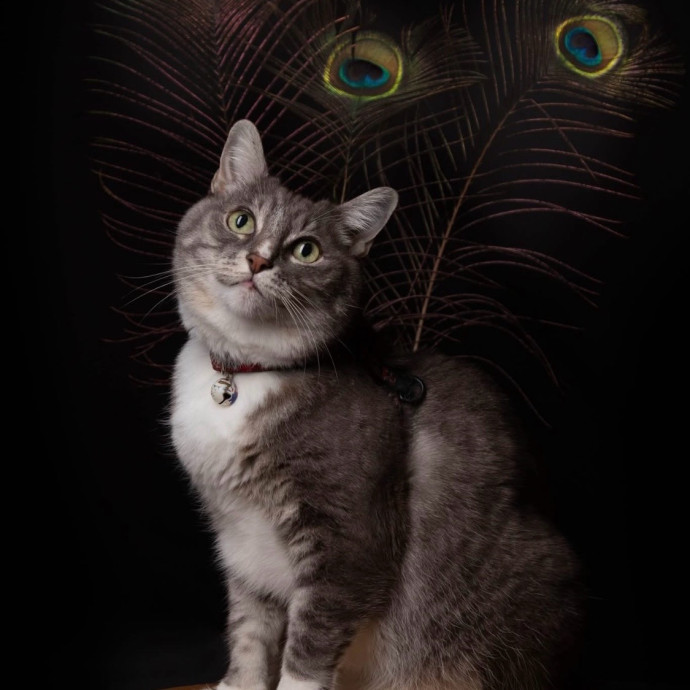 Purrfect Cat Whisperer photo 2