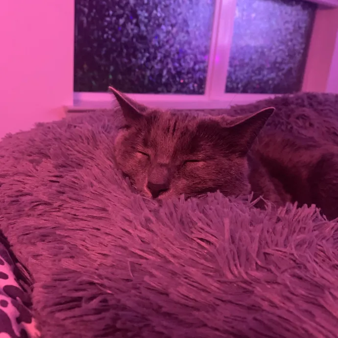 Your Cat's New Best Friend
