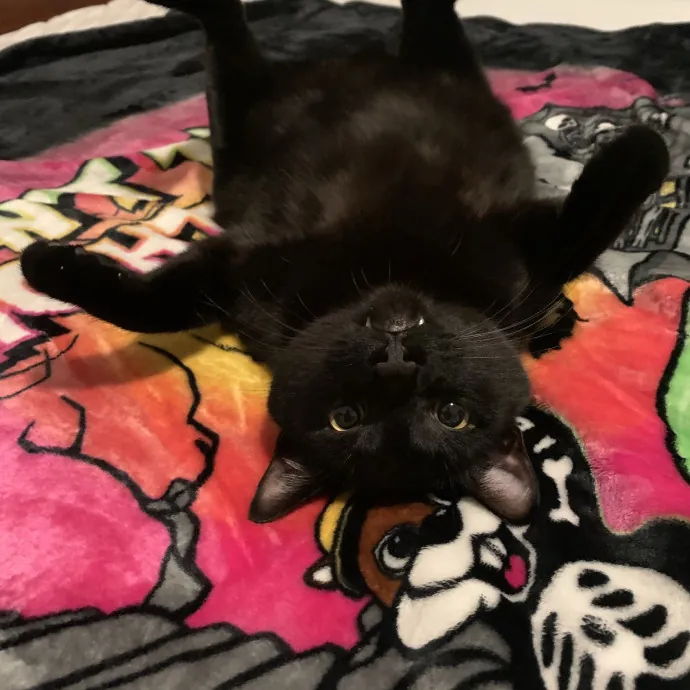 Your Cat's New Best Friend