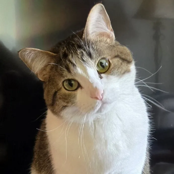 Genx Cat Sitter With Old School Values