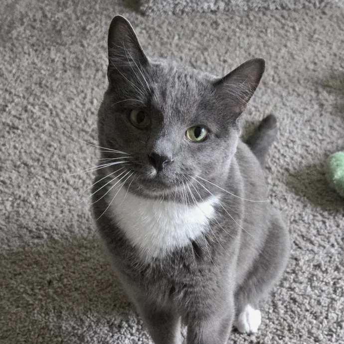 Genx Cat Sitter With Old School Values