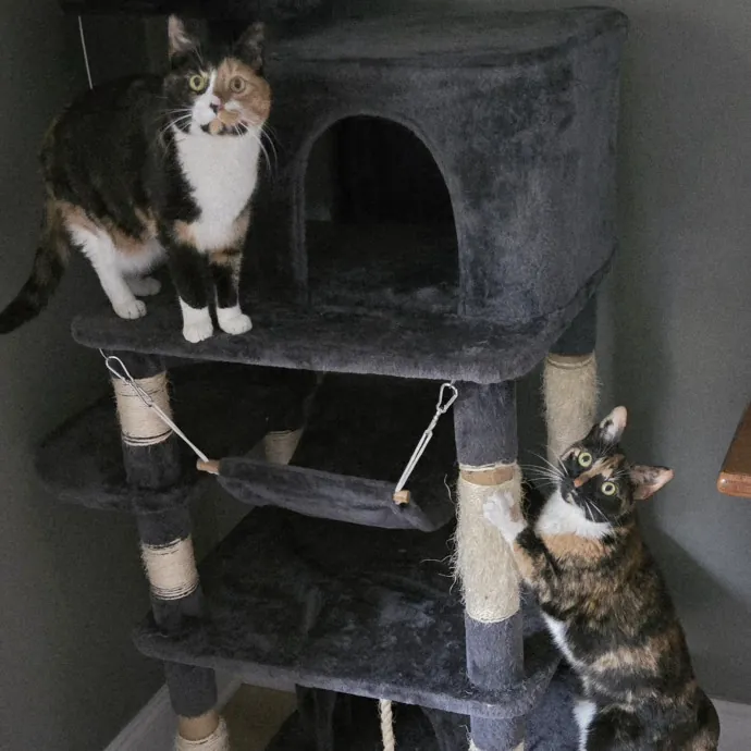 Genx Cat Sitter With Old School Values