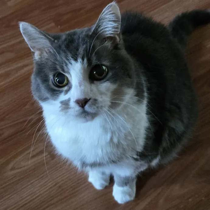 Genx Cat Sitter With Old School Values