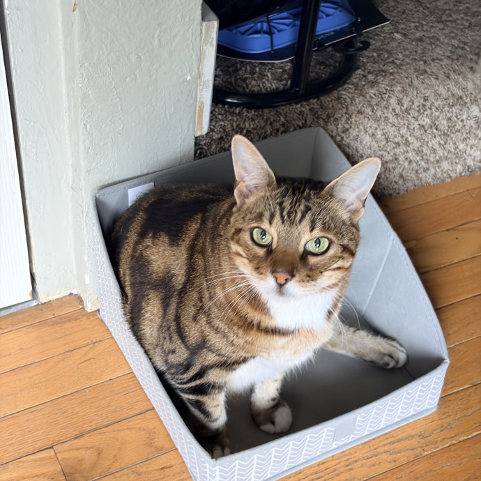 Cloud Cat-Sitting Services