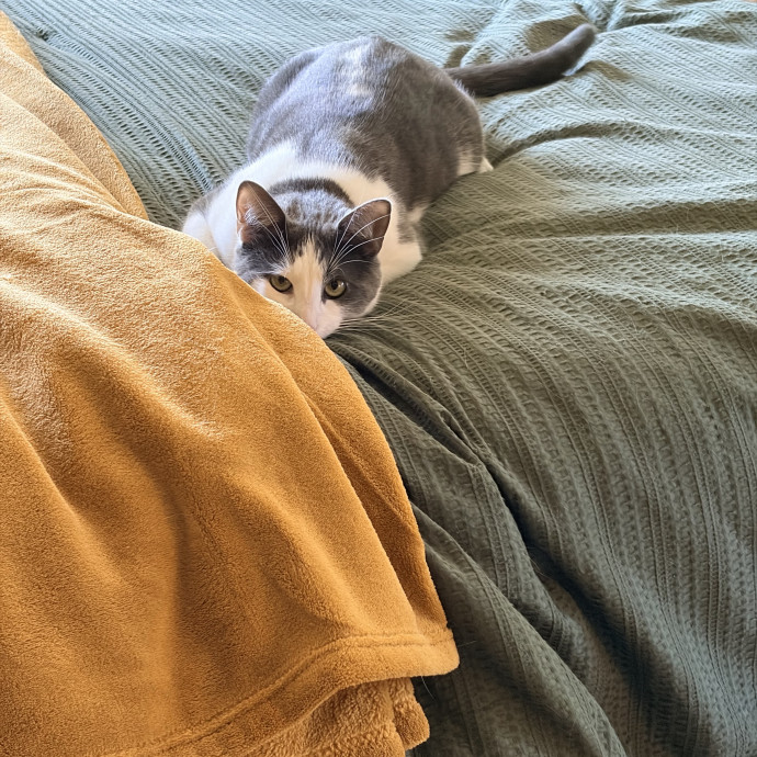 Cloud Cat-Sitting Services photo 3