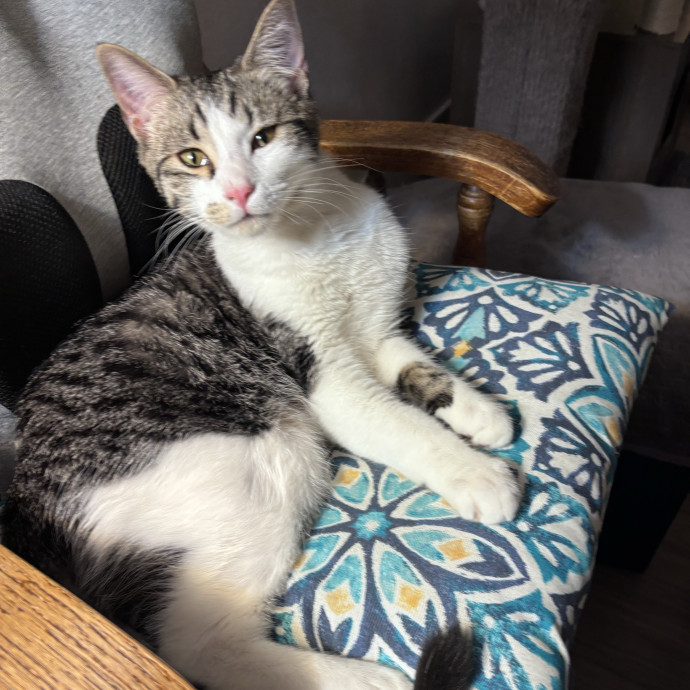 Compassionate Crazy Catsitter